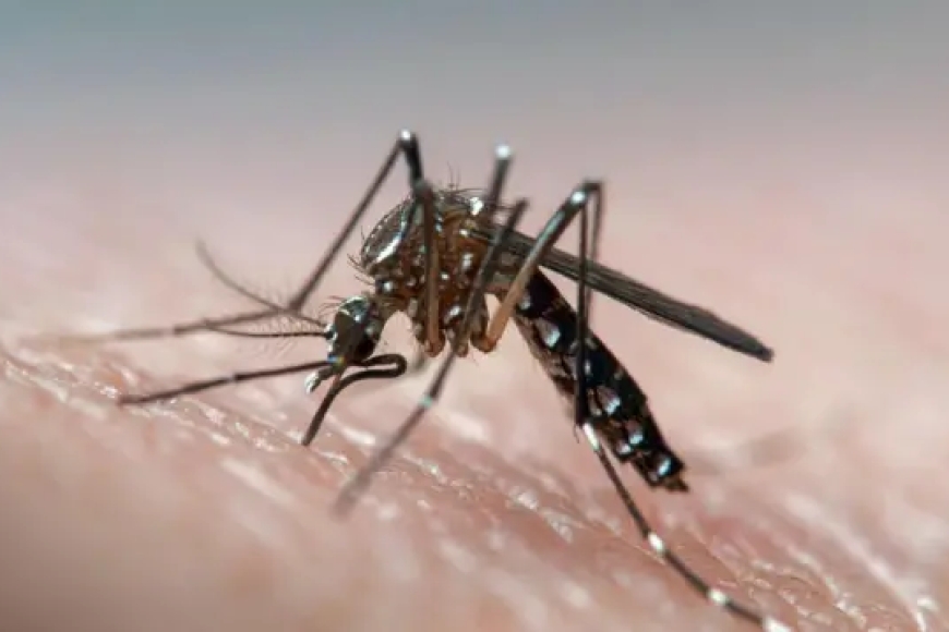 Rwanda: Malaria yibasiye abarenga ibihumbi 440 mu 2025