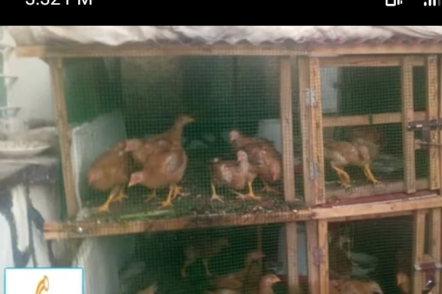 Bugesera: Ubujura bwatumye biyemeza kujya bararana  n'amatungo