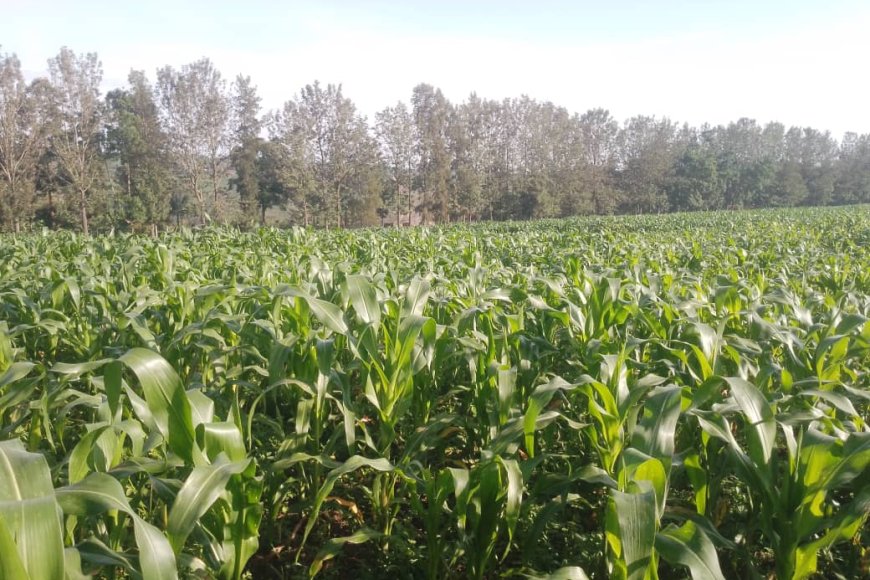 Rwamagana: Umuturage arashinjwa kugurisha ubutaka yarabuhaweho  ingurane na  leta