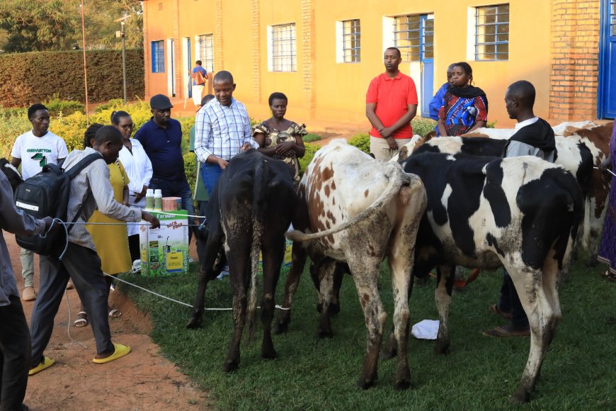 Masaka:Imiryango umunani yahawe inka kugira ngo irusheho kwiteza imbere