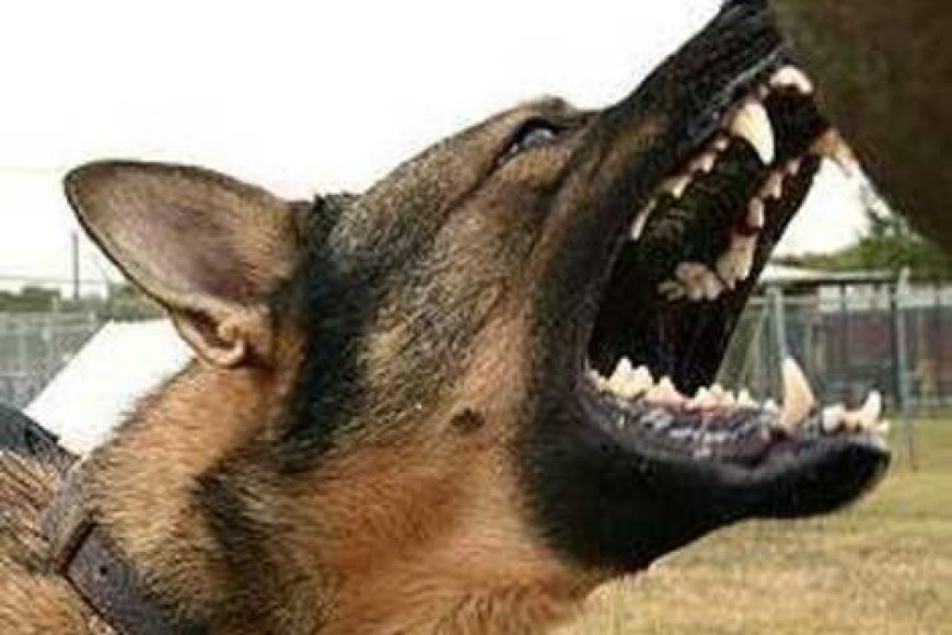 Abarenga 3200 barumwe n’imbwa mu Rwanda