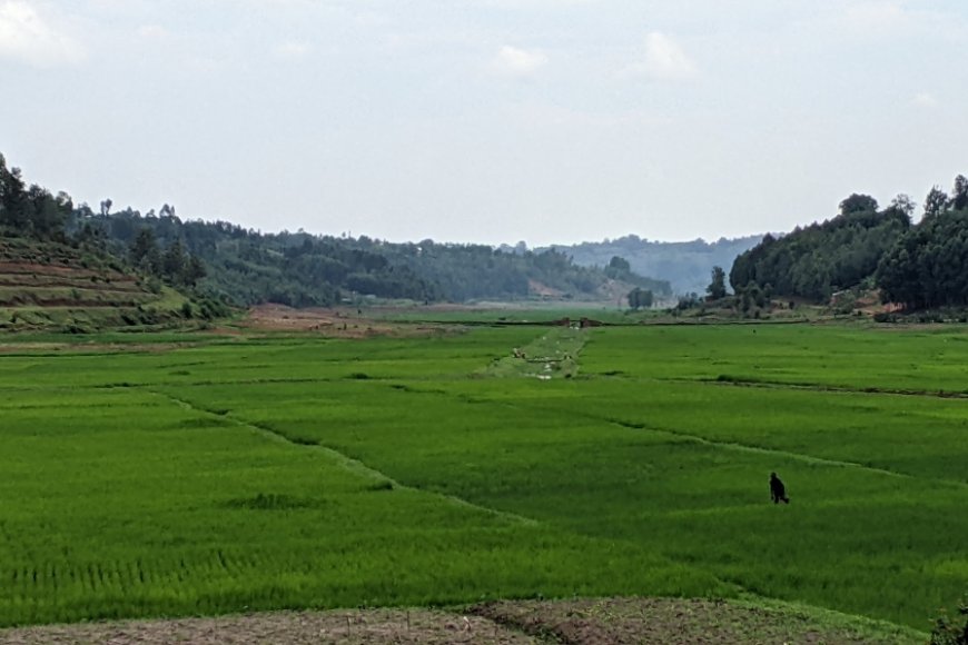 Rusizi: Imvura yangije hegitari zisaga 80 z'umuceri