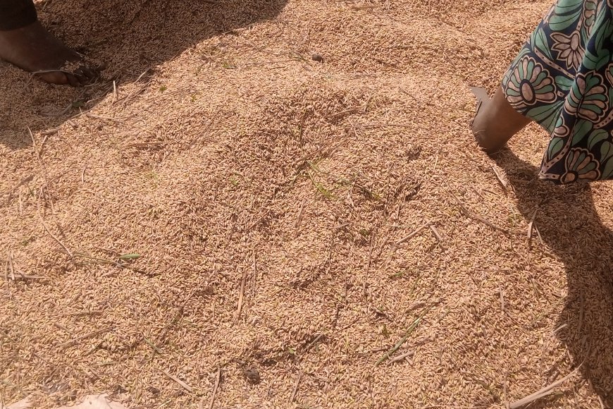 Huye: Abahinzi b’umuceri barinubira ibiciro bike bahabwa ku musaruro bavunikira