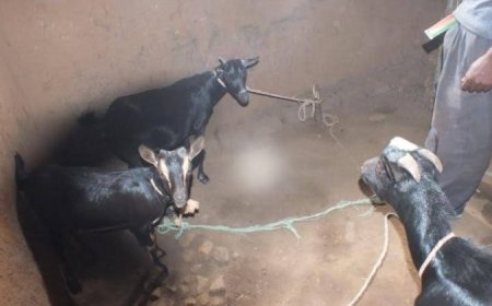 Huye: Ubujura bukomeje gutuma benshi bararana n’amatungo mu nzu