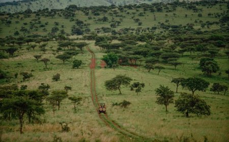 Pariki  y’Akagera yinjije asaga miliyari 7,2 Frw mu 2025