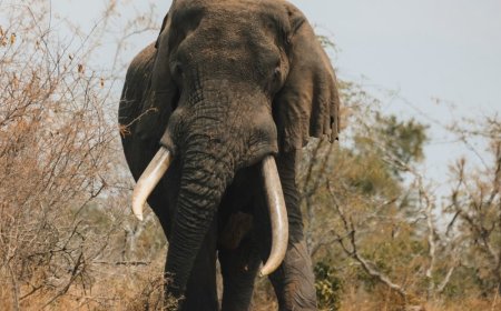 Pariki  y’Akagera yinjije asaga miliyari 7,2 Frw mu 2025