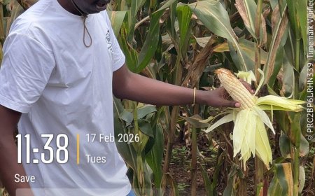 Gisagara: Aho babonaga ibiro 60 ubu barimo gusarura toni irenga