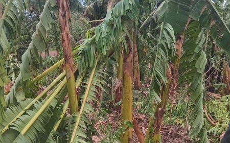 Kayonza: Imvura ivanze n'urubura yasize iheruheru abahinzi