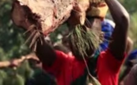 Karongi: Ubuyobozi bw'Ishuri ribanza buravugwaho kwikoreza abana ingiga z'ibiti