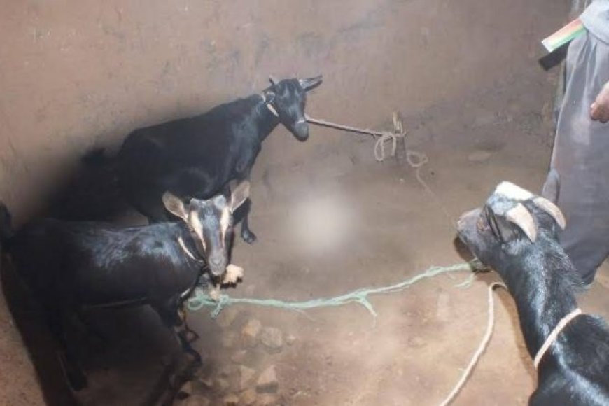 Huye: Ubujura bukomeje gutuma benshi bararana n’amatungo mu nzu