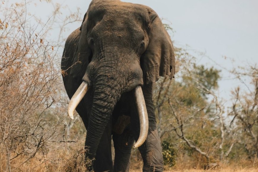 Pariki  y’Akagera yinjije asaga miliyari 7,2 Frw mu 2025