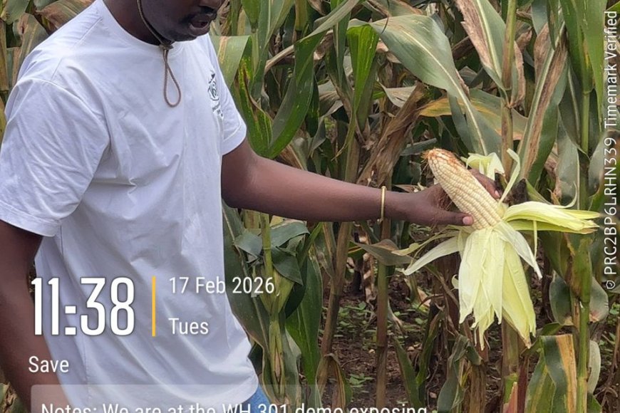 Gisagara: Aho babonaga ibiro 60 ubu barimo gusarura toni irenga