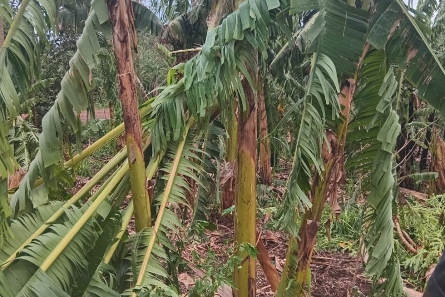 Kayonza: Imvura ivanze n'urubura yasize iheruheru abahinzi