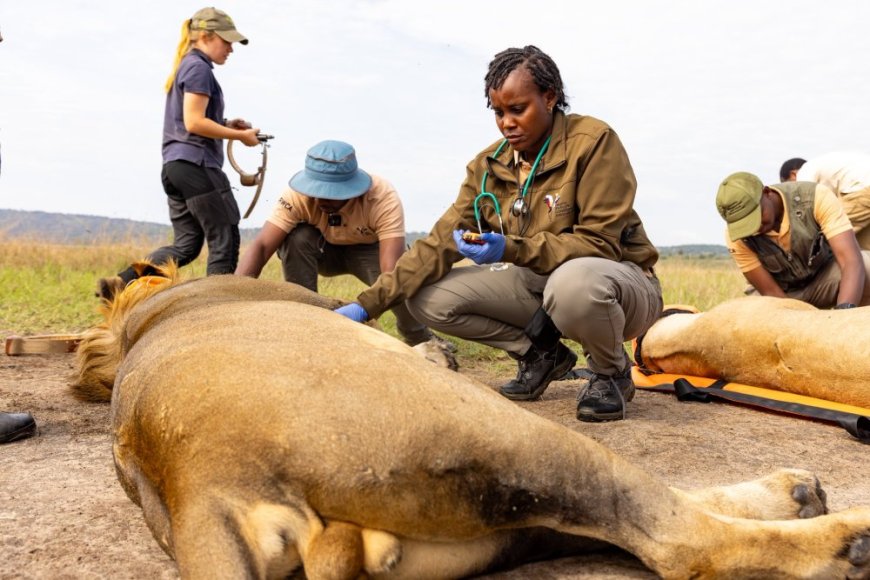 Intare 5 zo muri Pariki y’Akagera zashyizwe muri gahunda yo kuringaniza urubyaro
