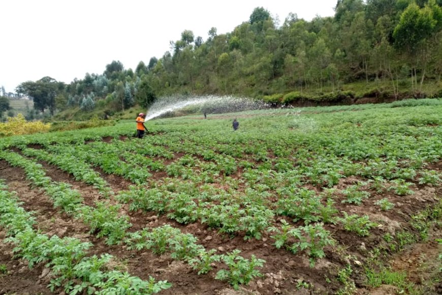 Nyaruguru: Barasaba ubuyobozi gukemura ikibazo cy’ihenda ry’imbuto n’inyongeramusaruro