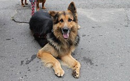 Huye: Barataka imbwa zizerera mu mihanda zigateza umutekano muke