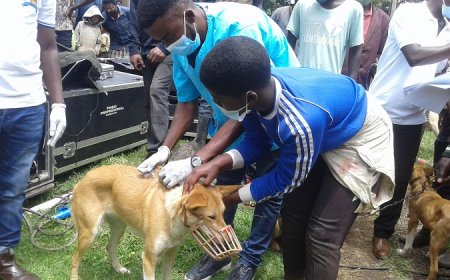 Kigali: Hagiye gukingirwa imbwa zigera ku 6000