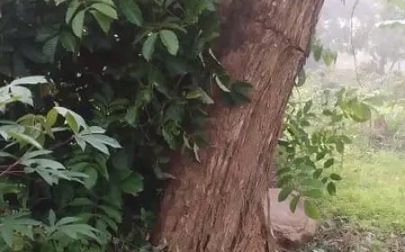 Igiti cyagushijwe n'umuyaga cyateje urujijo bongeye kukibona gihagaze