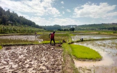 Huye: Abahingira mu gishanga cya Munyazi mu gihombo kubera amazi akinyuramo