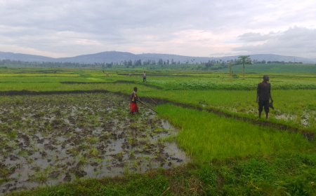 Gatsibo: Abahinzi bagiye guhindurirwa ubuzima binyuze mu mushinga wa CRCSP
