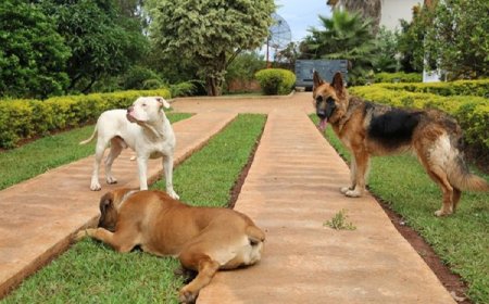 Muhanga: Bahangayikishijwe n'imbwa zirya umuhisi n'umugenzi