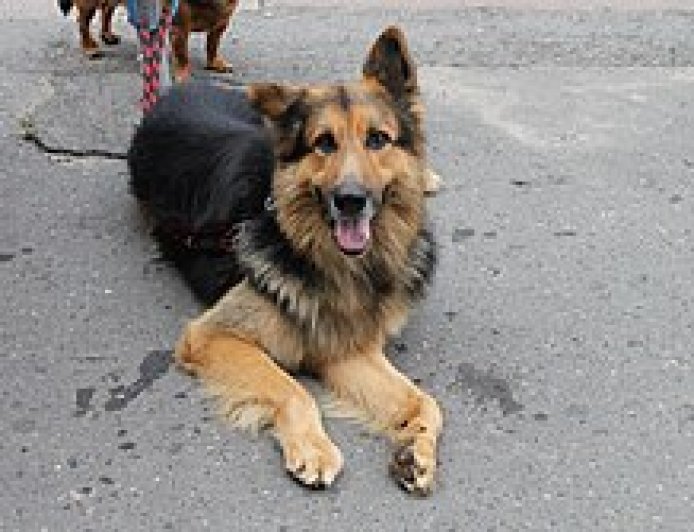 Huye: Barataka imbwa zizerera mu mihanda zigateza umutekano muke