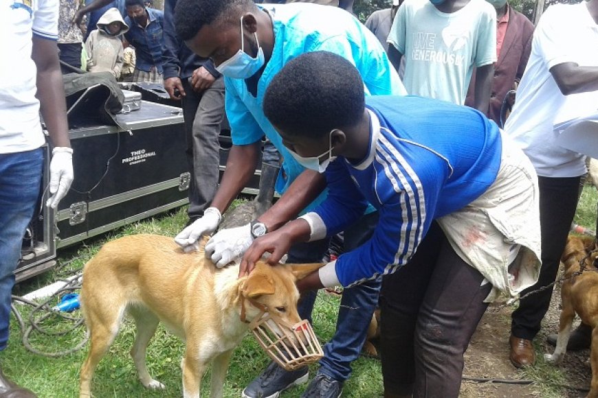 Kigali: Hagiye gukingirwa imbwa zigera ku 6000