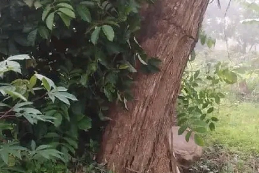 Igiti cyagushijwe n'umuyaga cyateje urujijo bongeye kukibona gihagaze