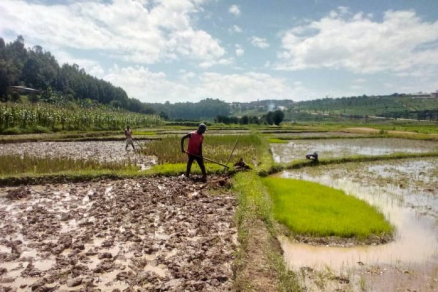 Huye: Abahingira mu gishanga cya Munyazi mu gihombo kubera amazi akinyuramo