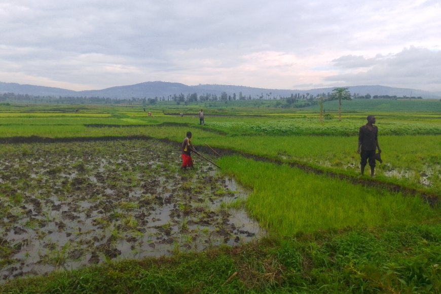 Gatsibo: Abahinzi bagiye guhindurirwa ubuzima binyuze mu mushinga wa CRCSP