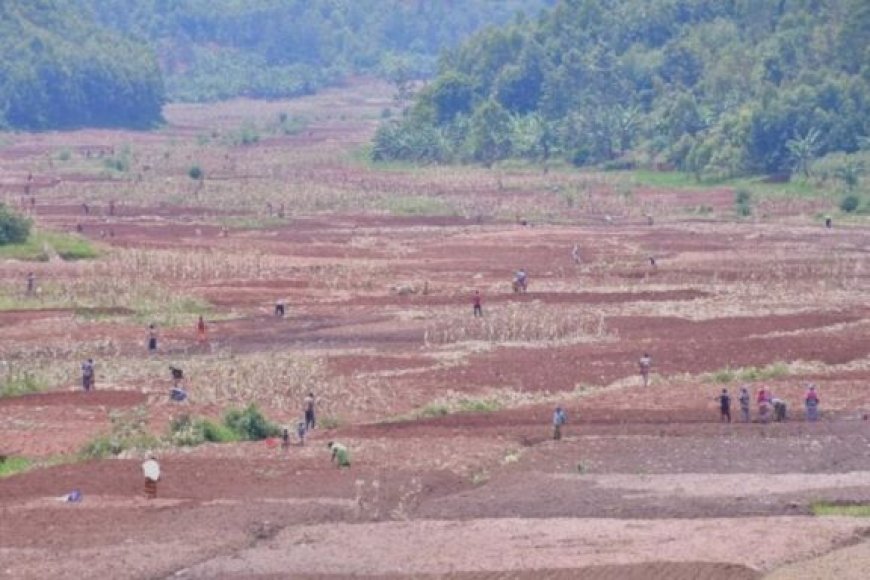 Gisagara: Ubuhinzi bwa soya bwitezweho gufasha impunzi kwikura mu bukene no kurwanya imirire mibi