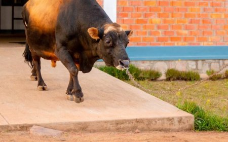 Umubare w’intanga ziterwa inka uzikuba inshuro zirindwi, mu myaka itatu iri imbere