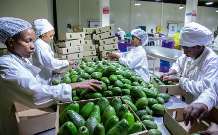 Ibikomoka ku buhinzi byinjirije u Rwanda arenga miliyari 10,3 Frw