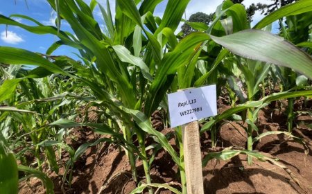 Hari gutunganywa imbuto nshya y’ibigori yakorewe mu Rwanda