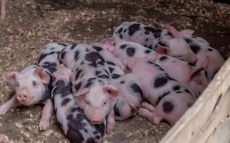 RAB yahagaritse ubucuruzi bw’ingurube by’agateganyo i Rusizi n’i Bugesera