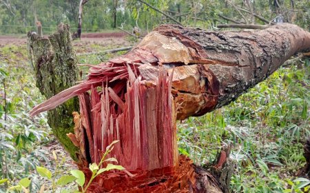 REG yasabye abasarura ibiti kwirinda kwangiza imiyoboro y'Amashanyarazi ‎
