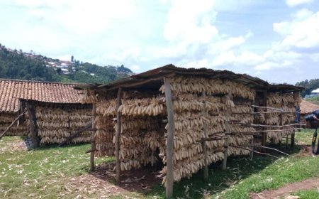 Muhanga: Abahinzi barasaba kwagurirwa ubwanikiro