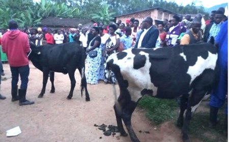 MUHANGA : Imiryango 15 itishoboye yorojwe inka isabwa kuzibyaza umusaruro