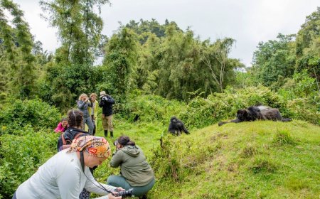 U Rwanda rwinjije asaga miliyari 997 Frw mu bukerarugendo mu 2025