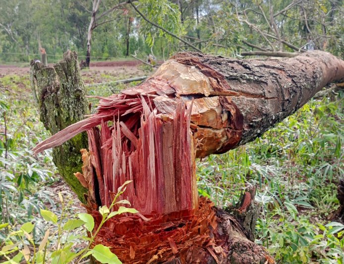 REG yasabye abasarura ibiti kwirinda kwangiza imiyoboro y'Amashanyarazi ‎