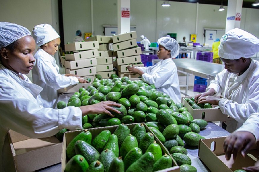 Ibikomoka ku buhinzi byinjirije u Rwanda arenga miliyari 10,3 Frw