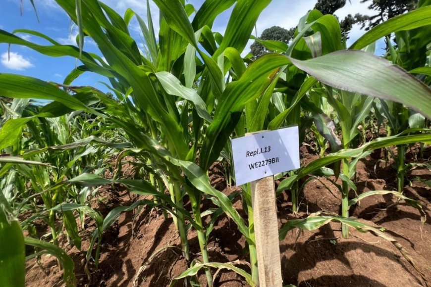 Hari gutunganywa imbuto nshya y’ibigori yakorewe mu Rwanda