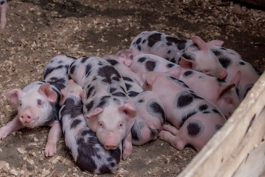 RAB yahagaritse ubucuruzi bw’ingurube by’agateganyo i Rusizi n’i Bugesera