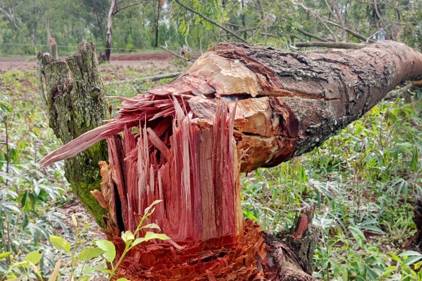 REG yasabye abasarura ibiti kwirinda kwangiza imiyoboro y'Amashanyarazi ‎
