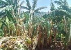 Gisagara: Imiryango 26 yasenyewe n’ibiza irasaba ubufasha