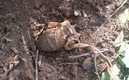 Nyamasheke: Umuturage yabonye grenade  mu murima we