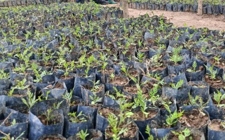 Ibiti bisaga ibihumbi 160 bigiye guterwa ku mashuri