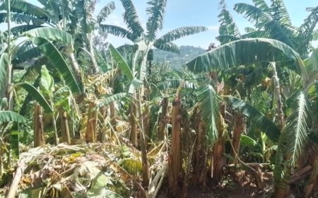 Gisagara: Imiryango 26 yasenyewe n’ibiza irasaba ubufasha