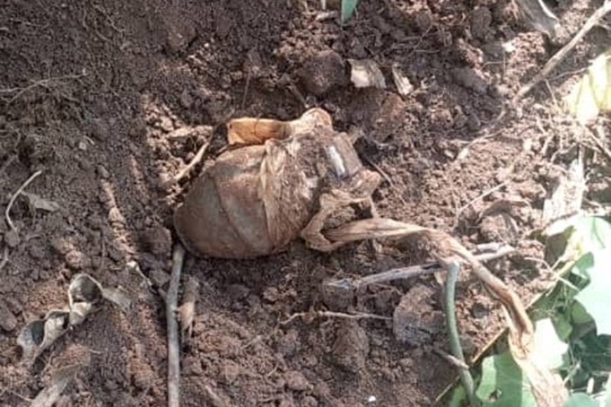 Nyamasheke: Umuturage yabonye grenade  mu murima we